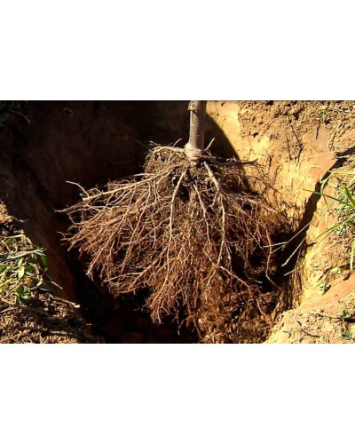 Абрикос Красень Києва (пізній) | Абрикос Красень Киева (поздний) | Prunus armeniaca Krasen Kieva