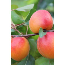 Абрикос Ерлі Ред Оранж ранній | Абрикос Эрли Ред Оранж ранний | Prunus armeniaca Early Red Orange