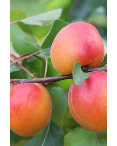 Абрикос Ерлі Ред Оранж ранній | Абрикос Эрли Ред Оранж ранний | Prunus armeniaca Early Red Orange