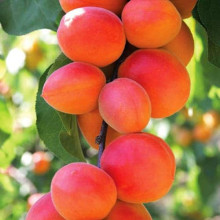 Абрикос Ерлі Ред Оранж ранній | Абрикос Эрли Ред Оранж ранний | Prunus armeniaca Early Red Orange