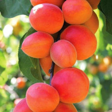 Абрикос Ерлі Ред Оранж ранній | Абрикос Эрли Ред Оранж ранний | Prunus armeniaca Early Red Orange