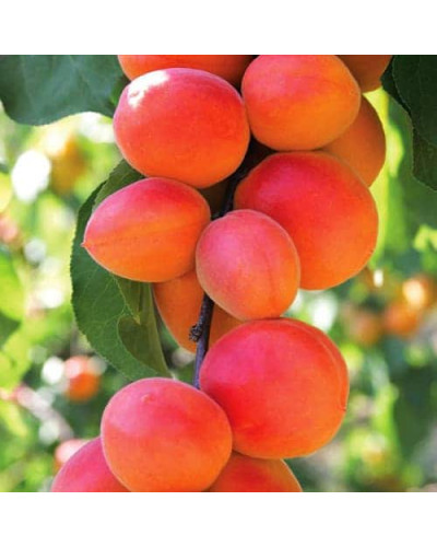 Абрикос Ерлі Ред Оранж ранній | Абрикос Эрли Ред Оранж ранний | Prunus armeniaca Early Red Orange