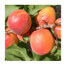 Абрикос Ерлі Ред Оранж ранній | Абрикос Эрли Ред Оранж ранний | Prunus armeniaca Early Red Orange