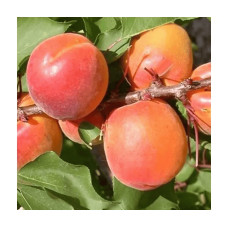 Абрикос Ерлі Ред Оранж ранній | Абрикос Эрли Ред Оранж ранний | Prunus armeniaca Early Red Orange