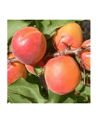Абрикос Ерлі Ред Оранж ранній | Абрикос Эрли Ред Оранж ранний | Prunus armeniaca Early Red Orange