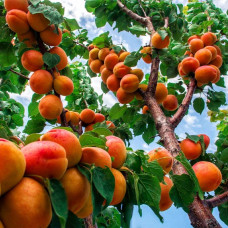 Абрикос Ерлі Ред Оранж ранній | Абрикос Эрли Ред Оранж ранний | Prunus armeniaca Early Red Orange