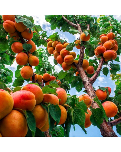 Абрикос Ерлі Ред Оранж ранній | Абрикос Эрли Ред Оранж ранний | Prunus armeniaca Early Red Orange