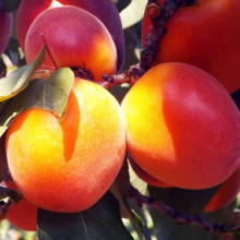 Абрикос Ерлі Ред Оранж ранній | Абрикос Эрли Ред Оранж ранний | Prunus armeniaca Early Red Orange