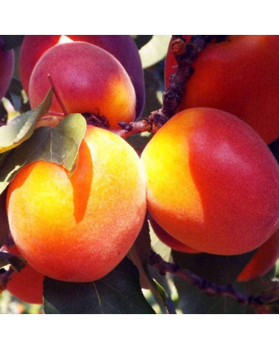 Абрикос Ерлі Ред Оранж ранній | Абрикос Эрли Ред Оранж ранний | Prunus armeniaca Early Red Orange