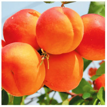 Абрикос Ерлі Ред Оранж ранній | Абрикос Эрли Ред Оранж ранний | Prunus armeniaca Early Red Orange
