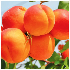 Абрикос Ерлі Ред Оранж ранній | Абрикос Эрли Ред Оранж ранний | Prunus armeniaca Early Red Orange