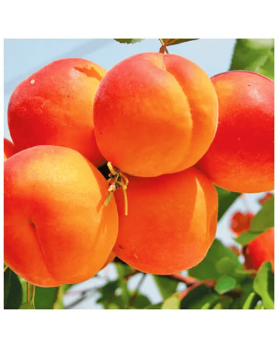 Абрикос Ерлі Ред Оранж ранній | Абрикос Эрли Ред Оранж ранний | Prunus armeniaca Early Red Orange