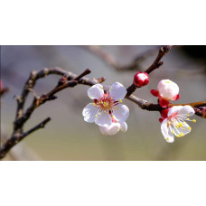 Абрикос Ерлі Ред Оранж ранній | Абрикос Эрли Ред Оранж ранний | Prunus armeniaca Early Red Orange