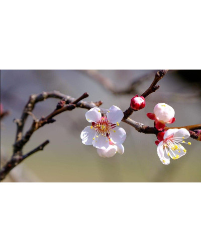 Абрикос Ерлі Ред Оранж ранній | Абрикос Эрли Ред Оранж ранний | Prunus armeniaca Early Red Orange