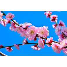 Абрикос Ерлі Ред Оранж ранній | Абрикос Эрли Ред Оранж ранний | Prunus armeniaca Early Red Orange