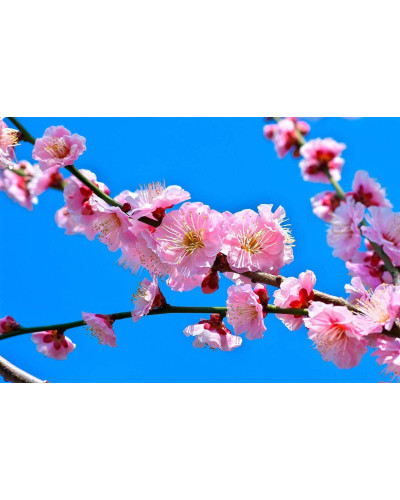 Абрикос Ерлі Ред Оранж ранній | Абрикос Эрли Ред Оранж ранний | Prunus armeniaca Early Red Orange