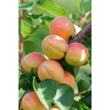Абрикос Голд Річ ранній | Абрикос Голд Рич ранний | Prunus armeniaca Gold Rich