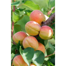Абрикос Голд Річ ранній | Абрикос Голд Рич ранний | Prunus armeniaca Gold Rich