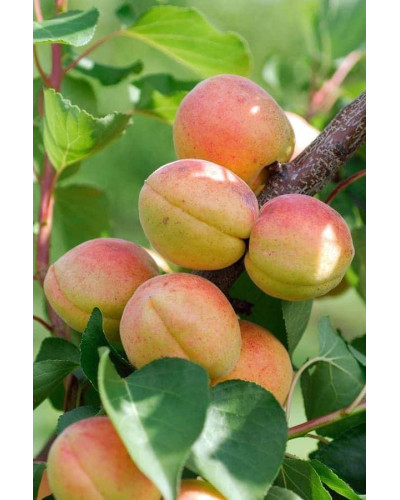 Абрикос Голд Річ ранній | Абрикос Голд Рич ранний | Prunus armeniaca Gold Rich