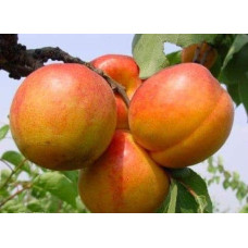 Абрикос Голд Річ ранній | Абрикос Голд Рич ранний | Prunus armeniaca Gold Rich