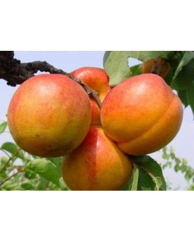 Абрикос Голд Річ ранній | Абрикос Голд Рич ранний | Prunus armeniaca Gold Rich