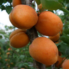 Абрикос Голд Річ ранній | Абрикос Голд Рич ранний | Prunus armeniaca Gold Rich