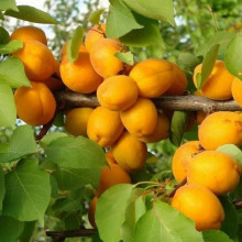 Абрикос Голд Річ ранній | Абрикос Голд Рич ранний | Prunus armeniaca Gold Rich