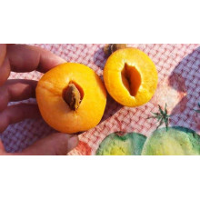 Абрикос Голд Річ ранній | Абрикос Голд Рич ранний | Prunus armeniaca Gold Rich