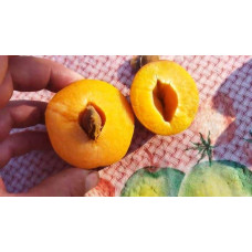 Абрикос Голд Річ ранній | Абрикос Голд Рич ранний | Prunus armeniaca Gold Rich