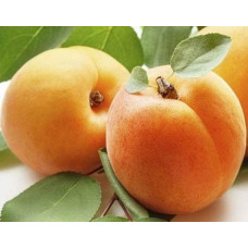 Абрикос Голд Річ ранній | Абрикос Голд Рич ранний | Prunus armeniaca Gold Rich