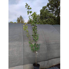 Абрикос Голд Річ ранній | Абрикос Голд Рич ранний | Prunus armeniaca Gold Rich