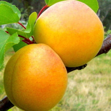 Абрикос Голд Річ ранній | Абрикос Голд Рич ранний | Prunus armeniaca Gold Rich
