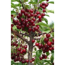 Вишня Тургенівська | Prunus Turgenivska | Cherry tree Turgenivska | Вишня Тургеневская