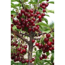Вишня Тургенівська | Prunus Turgenivska | Cherry tree Turgenivska | Вишня Тургеневская
