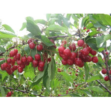 Вишня Тургенівська | Prunus Turgenivska | Cherry tree Turgenivska | Вишня Тургеневская