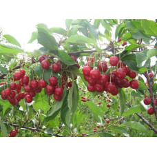 Вишня Тургенівська | Prunus Turgenivska | Cherry tree Turgenivska | Вишня Тургеневская