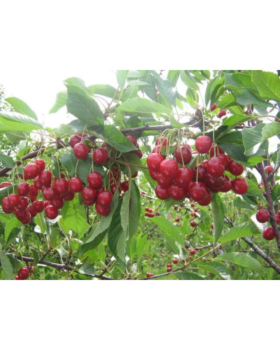 Вишня Тургенівська | Prunus Turgenivska | Cherry tree Turgenivska | Вишня Тургеневская