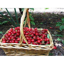 Вишня Тургенівська | Prunus Turgenivska | Cherry tree Turgenivska | Вишня Тургеневская