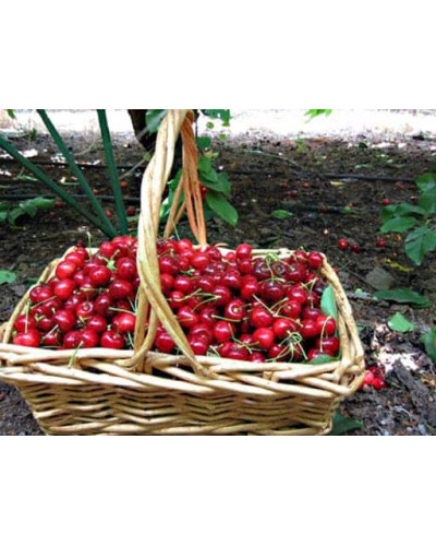 Вишня Тургенівська | Prunus Turgenivska | Cherry tree Turgenivska | Вишня Тургеневская