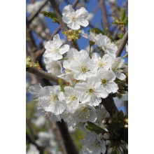 Вишня Тургенівська | Prunus Turgenivska | Cherry tree Turgenivska | Вишня Тургеневская