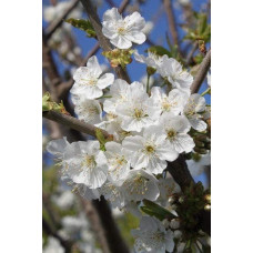 Вишня Тургенівська | Prunus Turgenivska | Cherry tree Turgenivska | Вишня Тургеневская