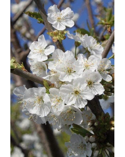Вишня Тургенівська | Prunus Turgenivska | Cherry tree Turgenivska | Вишня Тургеневская
