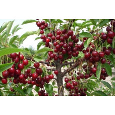 Вишня Тургенівська | Prunus Turgenivska | Cherry tree Turgenivska | Вишня Тургеневская