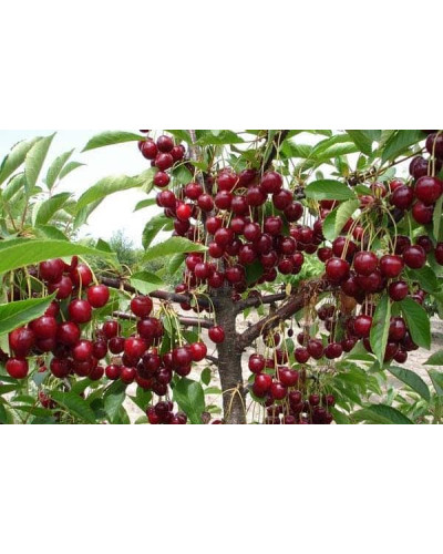 Вишня Тургенівська | Prunus Turgenivska | Cherry tree Turgenivska | Вишня Тургеневская
