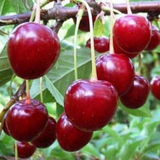 Вишня Тургенівська | Prunus Turgenivska | Cherry tree Turgenivska | Вишня Тургеневская