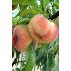 Персик інжирний Сатурн (середній) | Prunus persica Saturn | Персик инжирный Сатурн (средний)