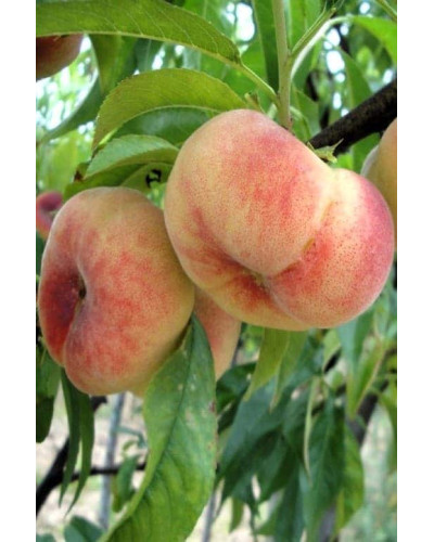 Персик інжирний Сатурн (середній) | Prunus persica Saturn | Персик инжирный Сатурн (средний)