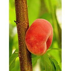 Персик інжирний Сатурн (середній) | Prunus persica Saturn | Персик инжирный Сатурн (средний)