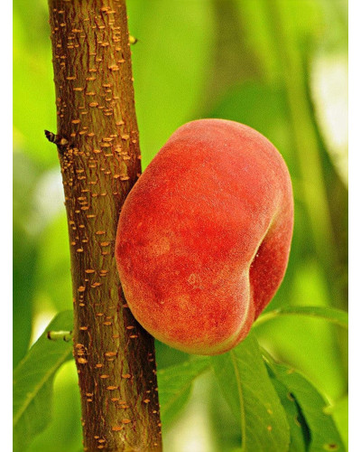 Персик інжирний Сатурн (середній) | Prunus persica Saturn | Персик инжирный Сатурн (средний)