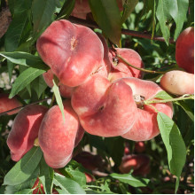 Персик інжирний Сатурн (середній) | Prunus persica Saturn | Персик инжирный Сатурн (средний)